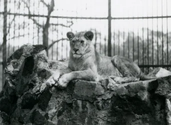 Une lionne allongée sur un mur dans son enclos au Zoo de Londres en 1923